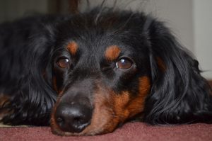 Wild_Elephant's Dachshund "Buddy"